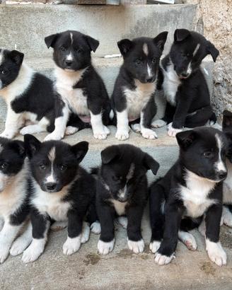 Cuccioli di Karelian Bear Dog
