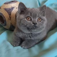 Cucciola femmina british shorthair blue