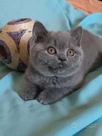 Cucciola femmina british shorthair blue