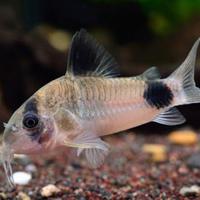 Pesci tropicali (corydoras panda)