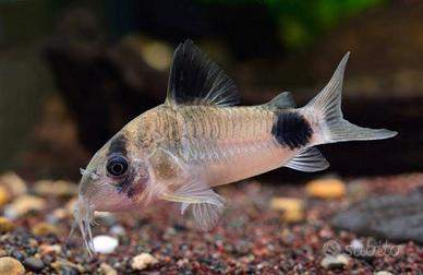 Pesci tropicali (corydoras panda)