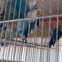 Inseparabili blu novelli anellati