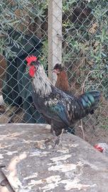 Galli/galline