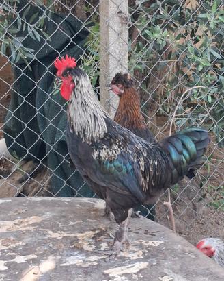 Galli/galline