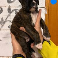 Cuccioli di boxer