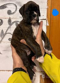 Cuccioli di boxer