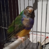 Diamanti di gould
