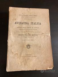 Avifauna italica