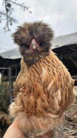 Moroseta e show girl