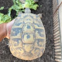 Tartarughe di terra testudo hermanni hermann