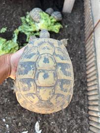 Tartarughe di terra testudo hermanni hermann