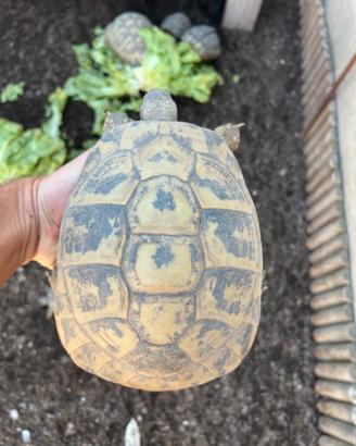 Tartarughe di terra testudo hermanni hermann