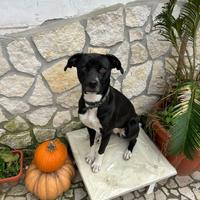 Cane meticcio incrocio pitbull