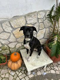 Cane meticcio incrocio pitbull