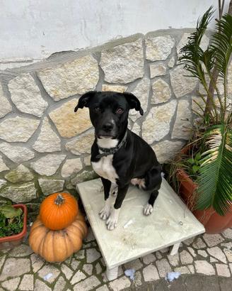 Cane meticcio incrocio pitbull
