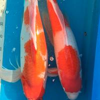 Carpe koi dal Giappone