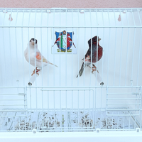 Canarini Arlecchino Portoghese