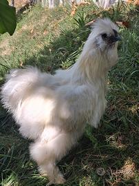 Gallo morosetta