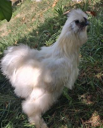 Gallo morosetta