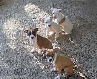 Cuccioli Amstaff