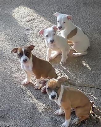 Cuccioli Amstaff