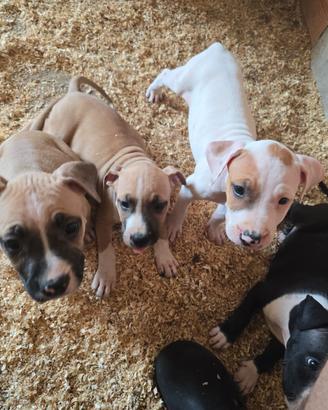 Cuccioli Amstaff