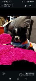 Femmina di chihuahua di un anno