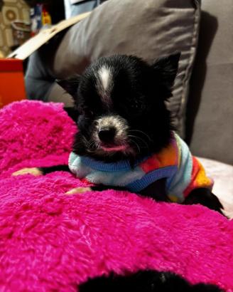 Femmina di chihuahua di un anno