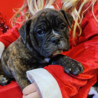 Bulldog Continentali con Pedigree ENCI
