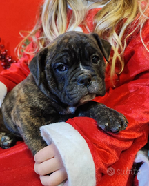 Bulldog Continentali con Pedigree ENCI