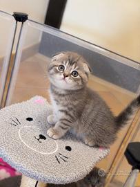 Ultima meravigliosa gattina scottish fold