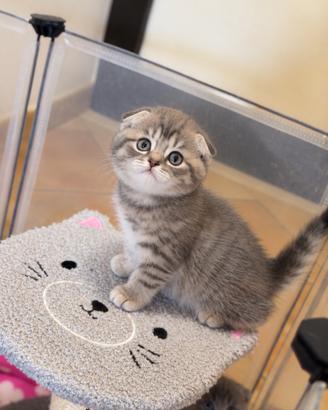 Ultima meravigliosa gattina scottish fold