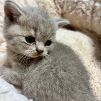 British shorthair
