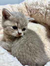 British shorthair