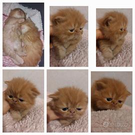Gattino Persiano
