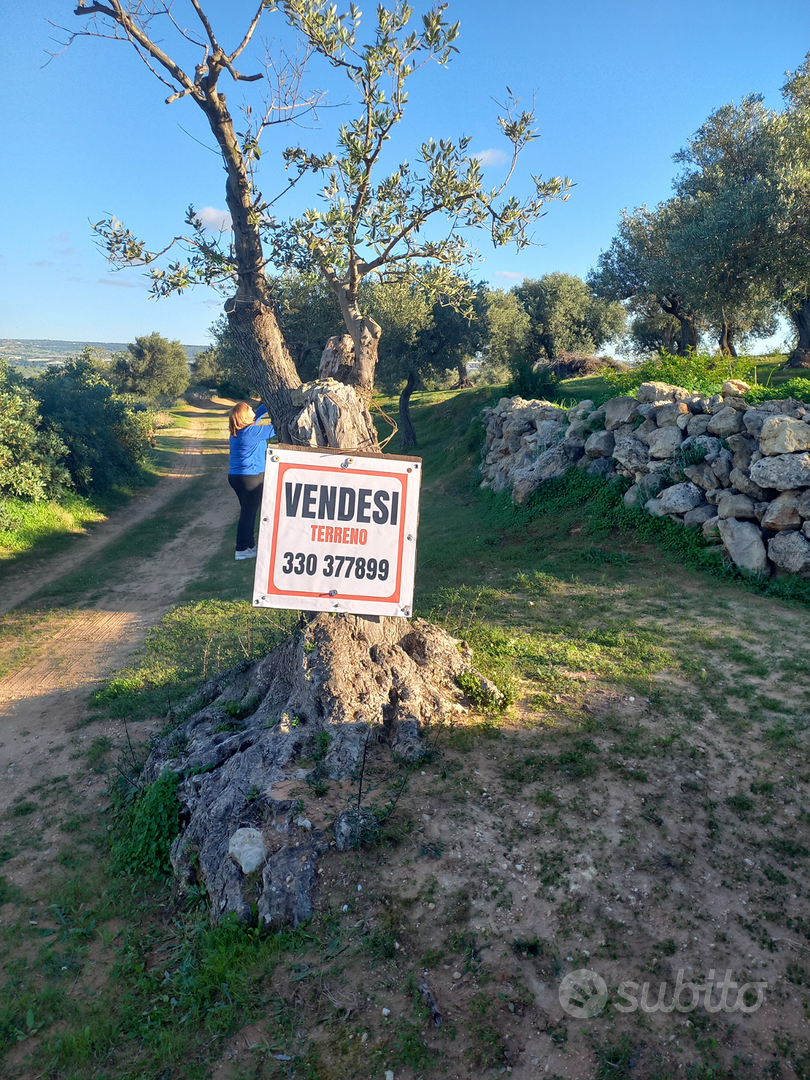 Terreno con uliveto - Vista 6