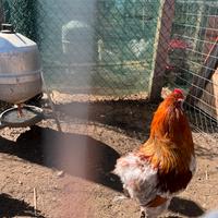 Araucana tedesca selvatico oro/blu