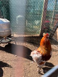 Araucana tedesca selvatico oro/blu