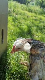 Galletti Araucana marans e olive eggers