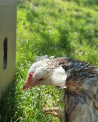 Galletti Araucana marans e olive eggers