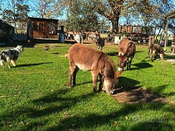 Asini taglia piccola