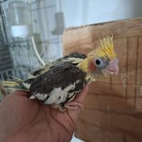 Calopsite maschi da imbecco