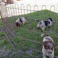 Cuccioli di Lagotto