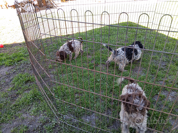 Cuccioli di Lagotto