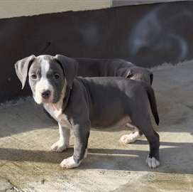 Amstaff blue con pedigree ENCI