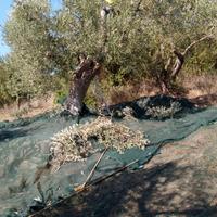 Operaio raccolta olive
