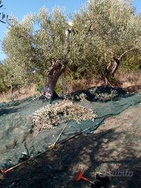 Operaio raccolta olive