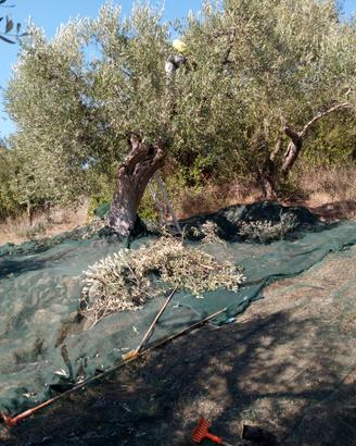 Operaio raccolta olive