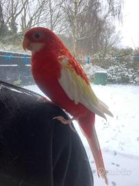 Pappagallo Rosella Rubino