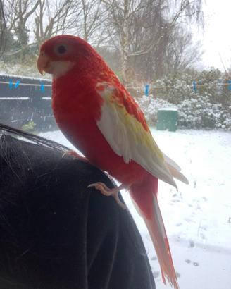 Pappagallo Rosella Rubino